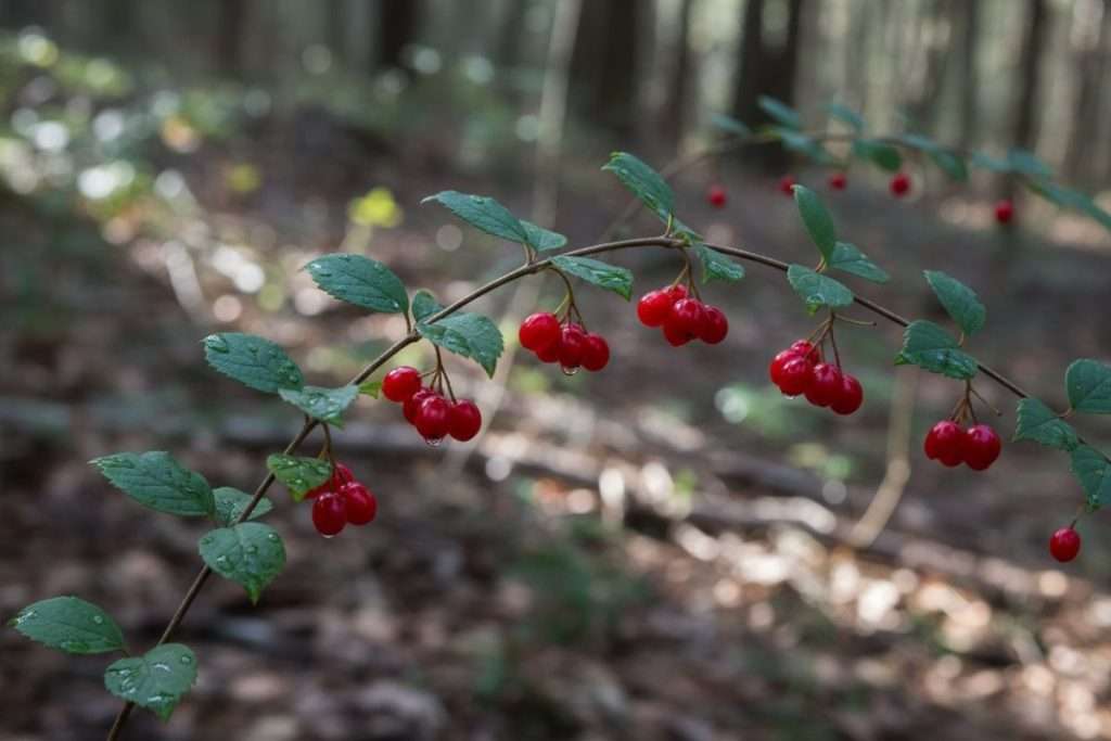 Amélanchier et fruit toxique : le vrai du faux