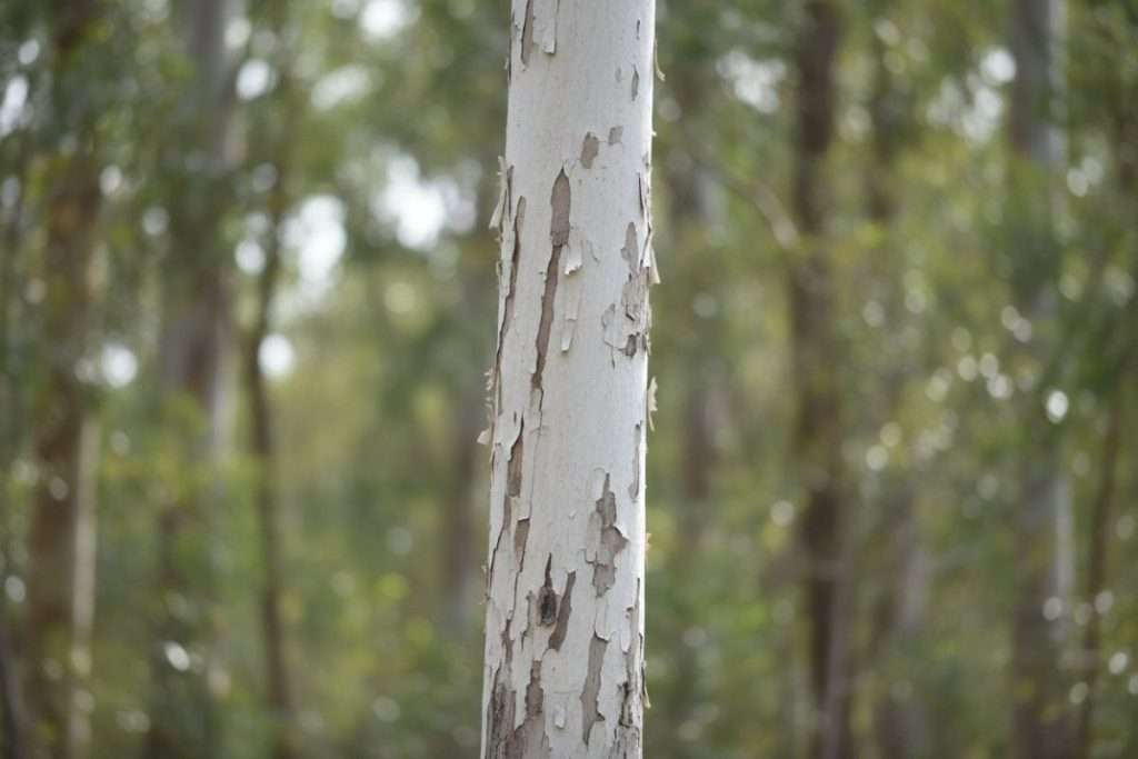 Arbre à tronc blanc : types et explications